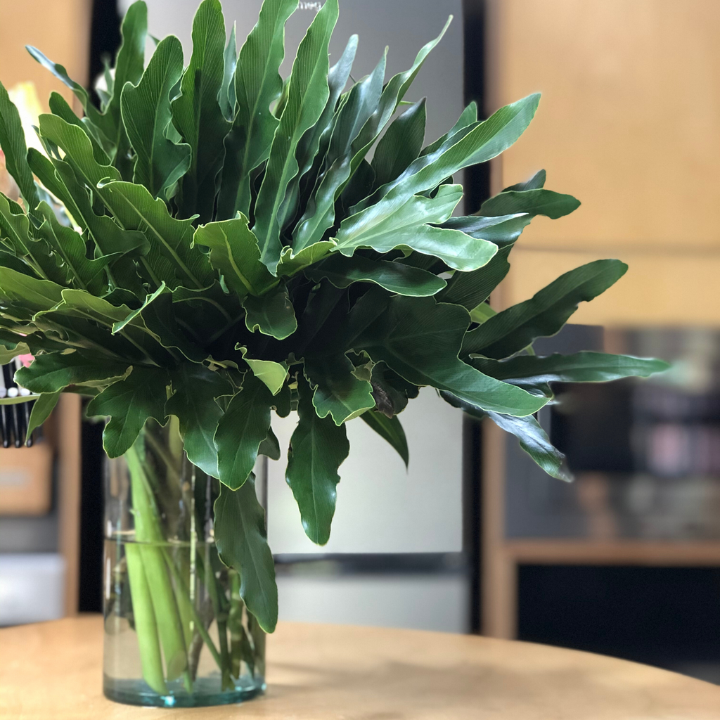 Fresh Foliage